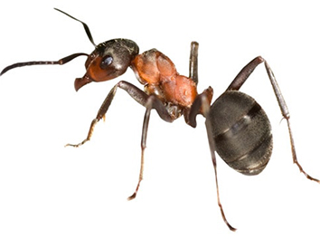 Pest Now Ants