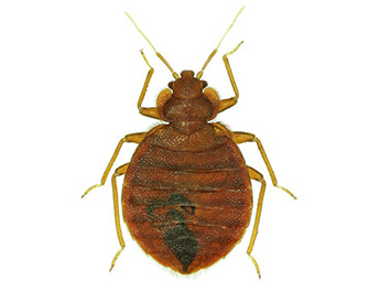 Pest Now Bed Bugs