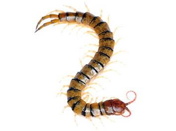 Pest Now Centipedes