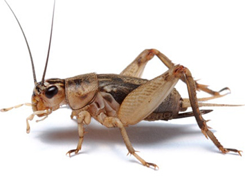 Pest Now Crickets