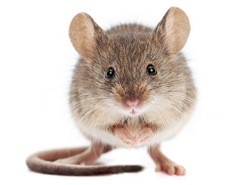 Pest Now remove mice from your house