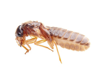 Pest Now Termite services