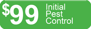 Pest Now Pest Control Service